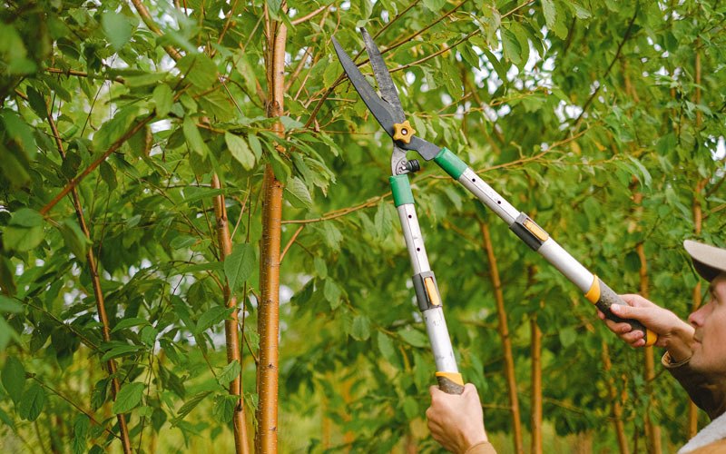 Tree trimming in Blytheville, AR